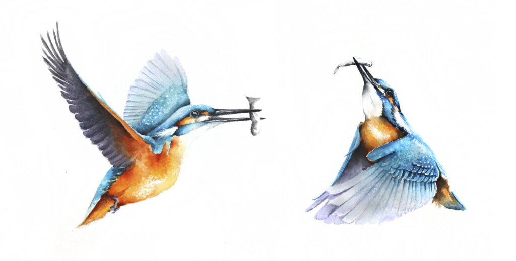 Zimorodek z rybką w dziobie, barwne niebiesko-pomarańczowe upierzenie ptaka