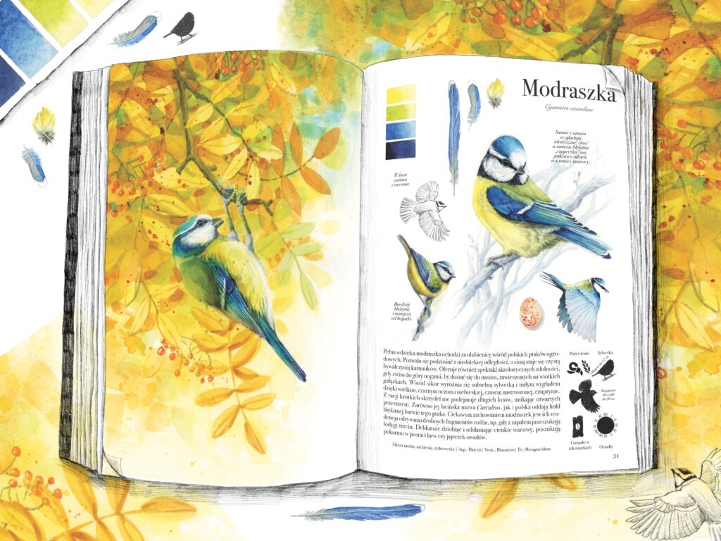 Sikorka modraszka z książki skrzydlate akwarele Karoliny Kijak