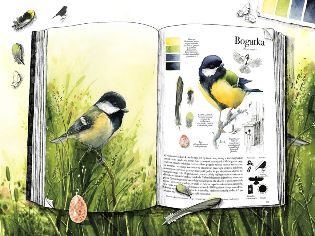 sikorka bogatka w rozkładówc książki skrzydlate akwarele Karoliny Kijak-Dzikońskiej
