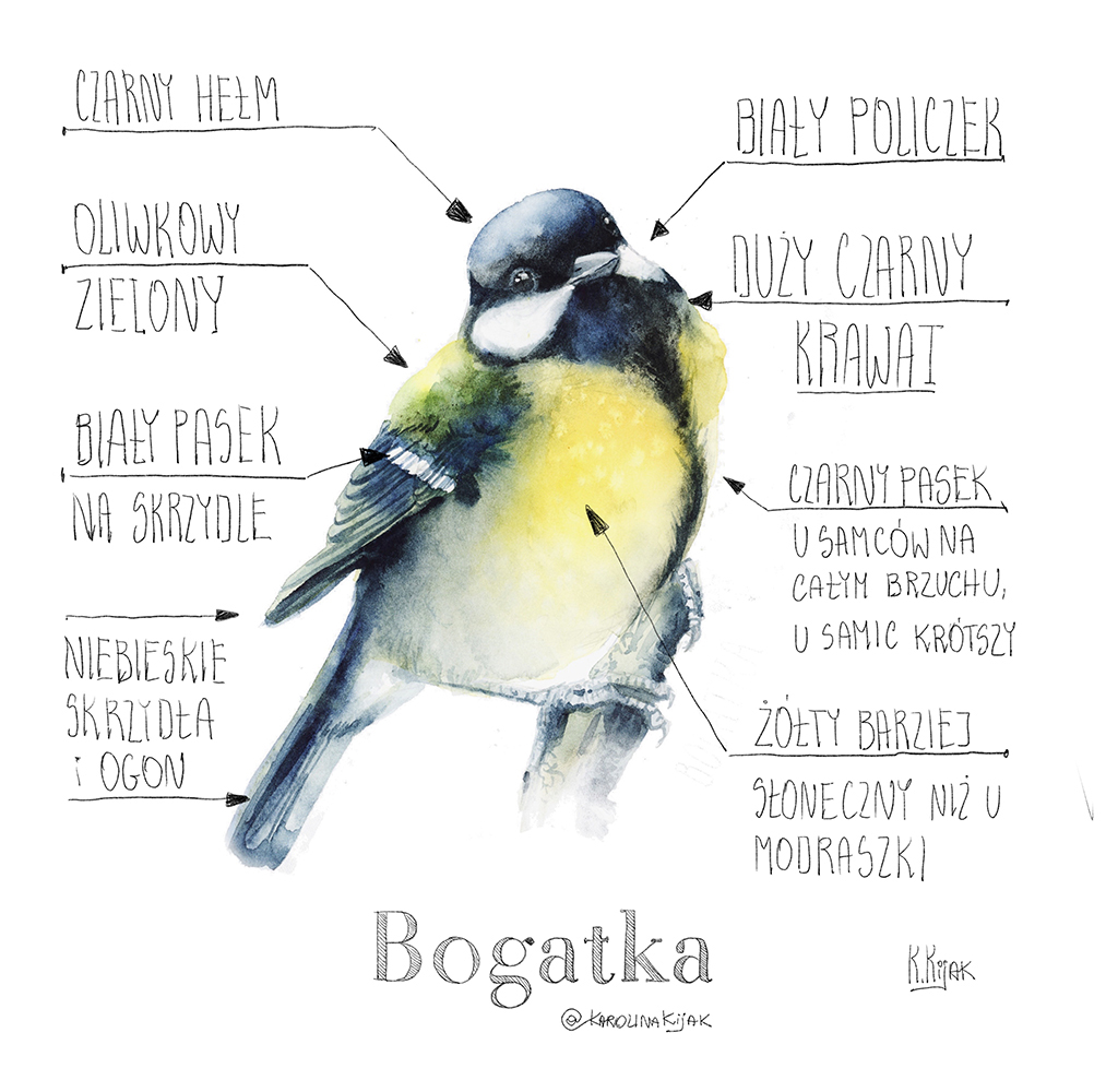 infografika przedstawiająca sikorkę bogatkę i jej anatomię oraz kolory. Ilustracja stworzona przez ilustratorkę przyrody i artystkę karolinę kijak-dzikońską