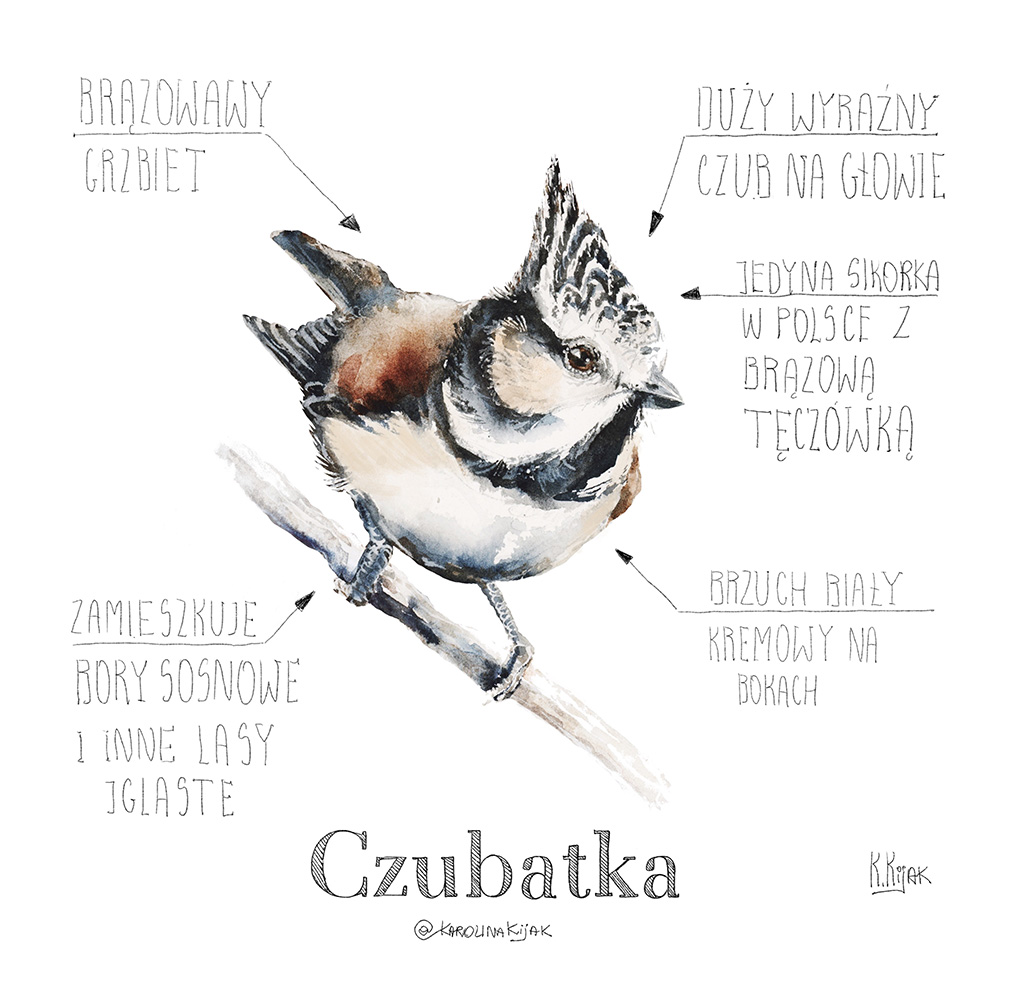 infografika przedstawiająca sikorkę czubatkę i jej anatomię oraz kolory. Ilustracja stworzona przez ilustratorkę przyrody i artystkę karolinę kijak-dzikońską