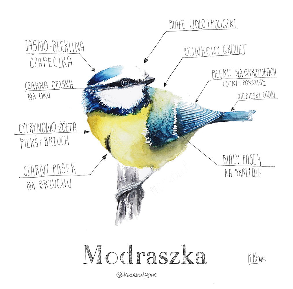 infografika przedstawiająca sikorkę modraszkę i jej anatomię oraz kolory. Ilustracja stworzona przez ilustratorkę przyrody i artystkę karolinę kijak-dzikońską