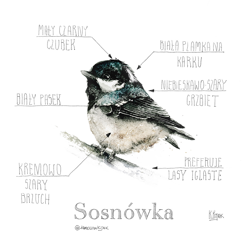 infografika przedstawiająca sikorkę sosnówkę i jej anatomię oraz kolory. Ilustracja stworzona przez ilustratorkę przyrody i artystkę karolinę kijak-dzikońską