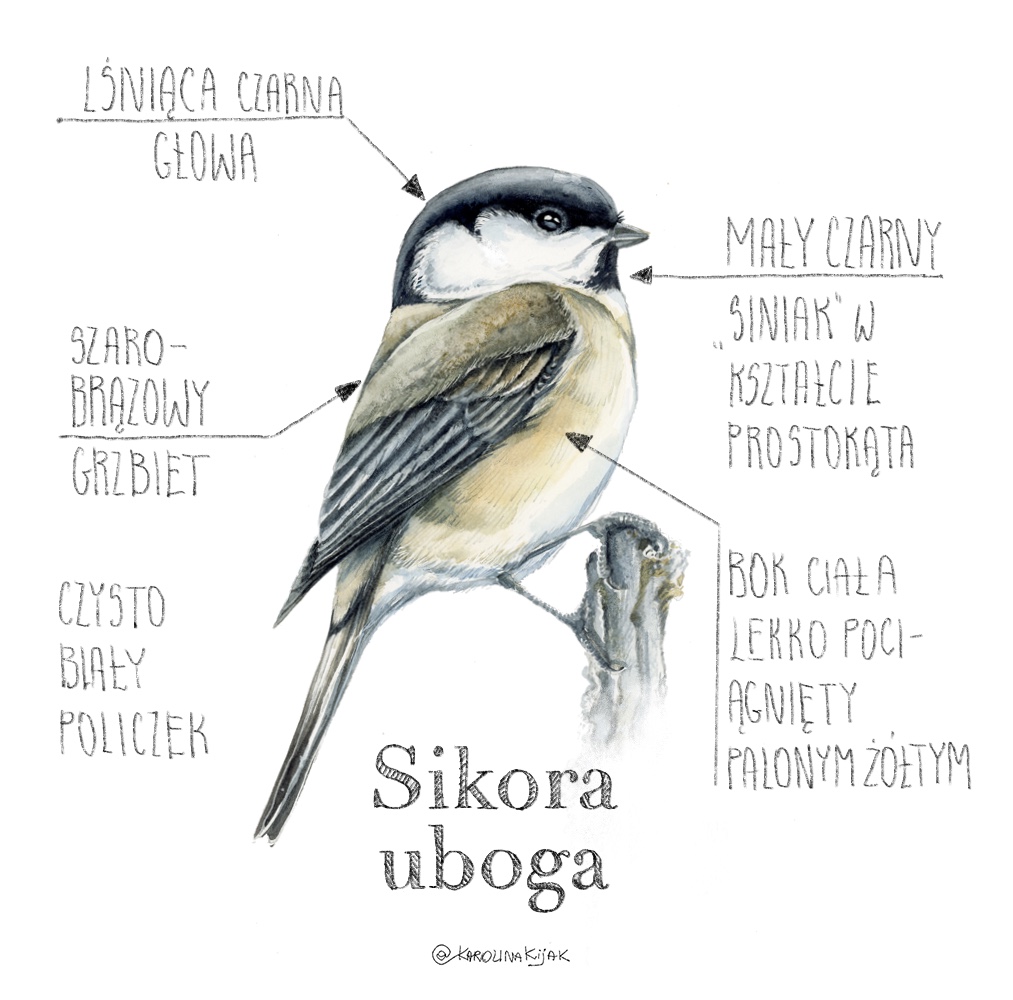 infografika przedstawiająca sikorę ubogą i jej anatomię oraz kolory. Ilustracja stworzona przez ilustratorkę przyrody i artystkę karolinę kijak-dzikońską
