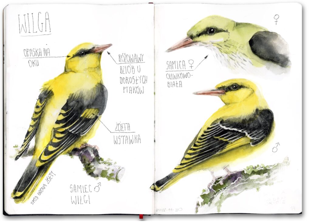 Szkicownik z wilgą, narysowaną w akwareli