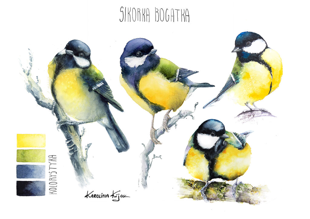 infografika z sikorką bogatką i jej kolorami w akwareli
