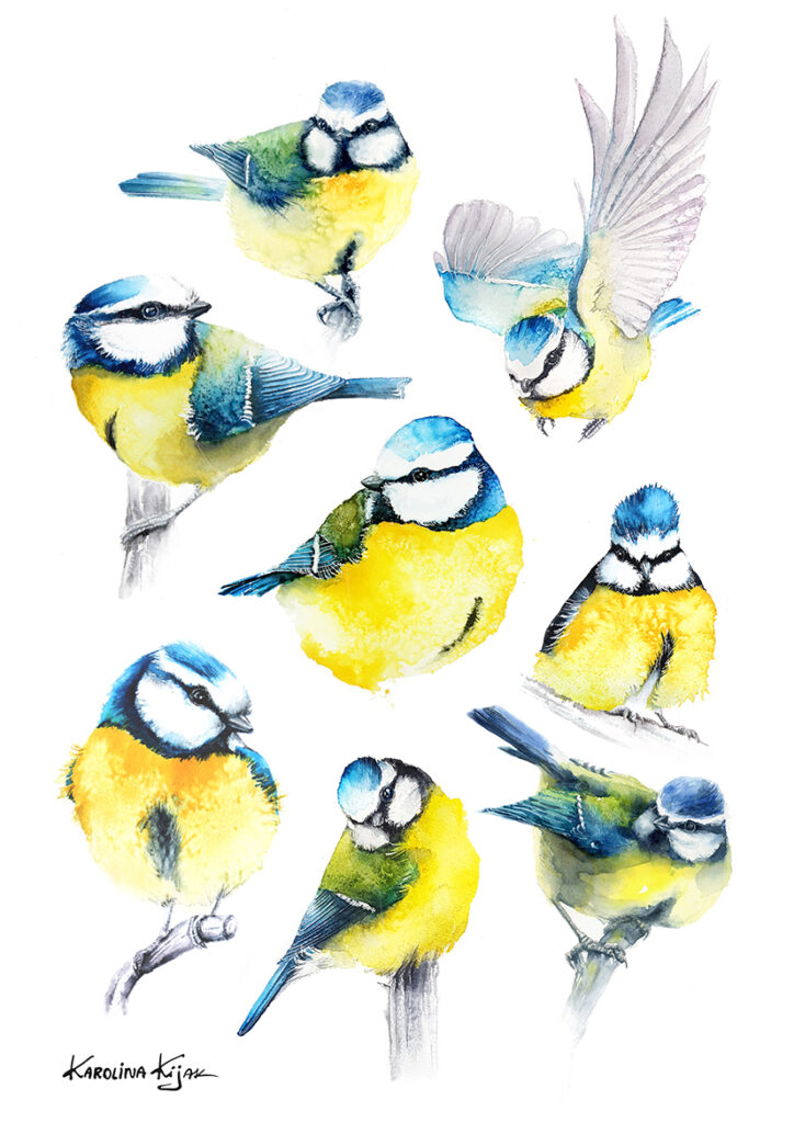 infografika przedstawia sikorkę modraszkę w różnych pozach i w locie