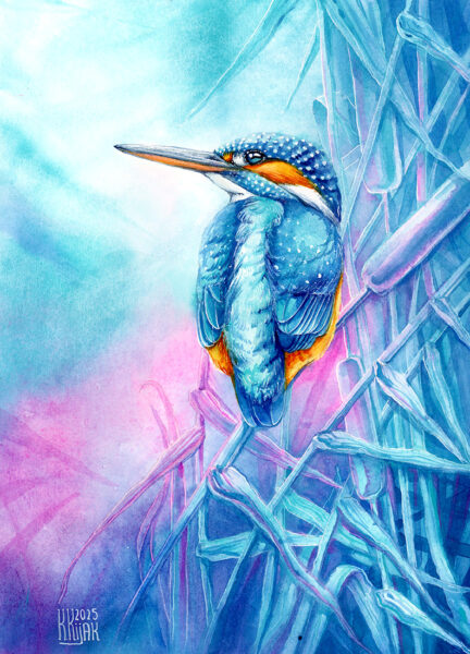 zimorodek w akwareli plakat z oryginału