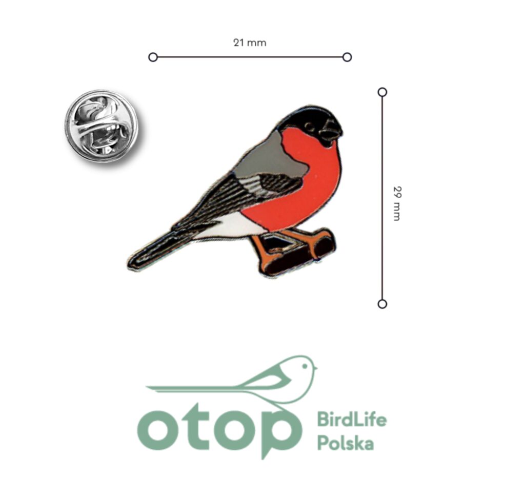 metalowa przypinka z ptakiem gilem, otop