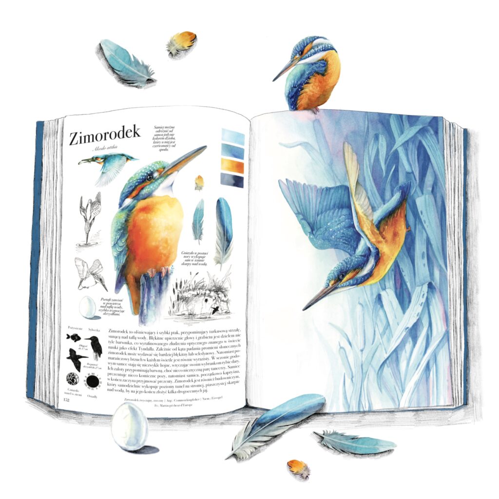 rozkładówka książki skrzydlate akwarele z zimorodkiem