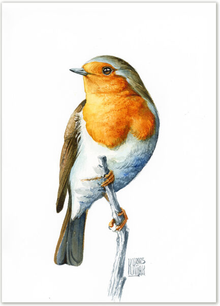 rudzik namalowany akwarelą przez ilustratorkę przyrody Karolinę Kijak-Dzikońską