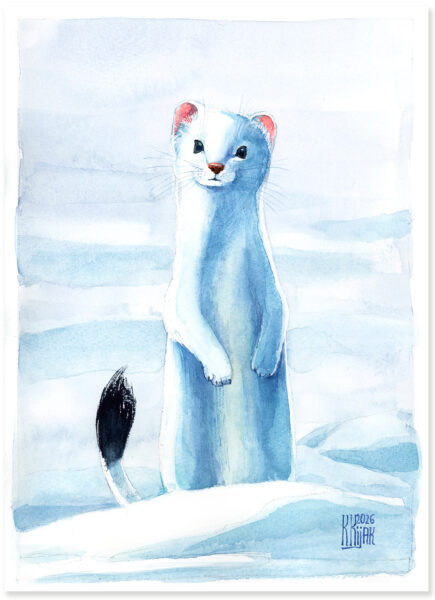 Biały Gronostaj na śniegu. Obraz akwarelowy namalowany przez Karolinę Kijak-Dzikońską.