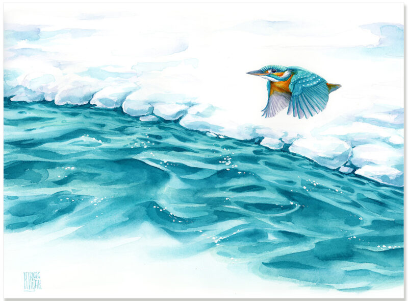 zimorodek leci nad taflą wody w zimowej scenerii, obraz akwarela ręcznie maloway przez ilustratorkę przyrody Karolinę Kijak-Dzikońską
