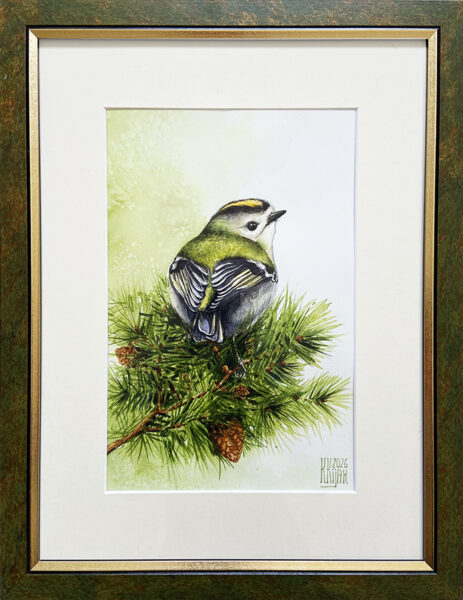 mysikrólik akwarela w ramie