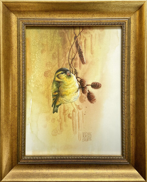 Obraz akwarela w złotej oprawie, przedstawia czyżyka na gałązce olszy czarnej, klimat przedwiośnia, kolory ciepłe i ziemiste.