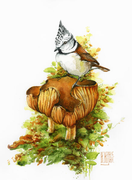 Sikorka czubatka siedzi na grzybie zawisaku rudym, ilustracja przyrodnicza, akwarela oryginalna, obraz Karoliny Kijak-Dzikońskiej